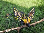 Butterfly Orange 2