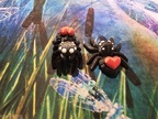 Heart Spider 2